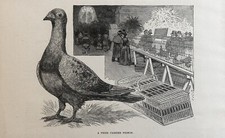 1892 prize carrier for sale  Galway