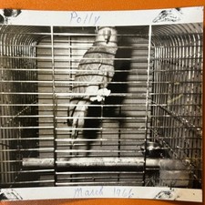 FOTO VINTAGE ORIGINAL BW Pássaro de Estimação Nomeado "Polly" Papagaio Periquito Gaiola de Pássaros comprar usado  Enviando para Brazil