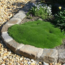 Sternmoos green moss gebraucht kaufen  Bad Zwischenahn