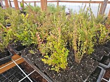 Medium evergreen huckleberry for sale  North Bend