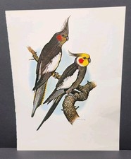 Vtg parrot art for sale  Levelland