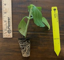 Yacon plant plug for sale  Bossier City