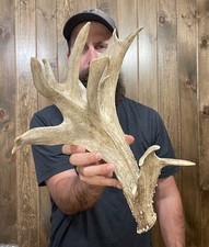 Dark massive whitetail for sale  Port Matilda