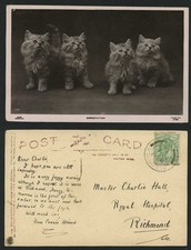 Beautiful cats kittens for sale  UK