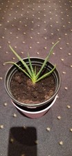 Aloe vera pflanze gebraucht kaufen  Göttingen