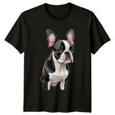 Boston terrier dog for sale Boston terrier dog for sale  UK