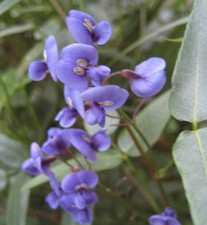 Samen wisteria balkon gebraucht kaufen  Calw