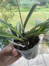 cattleya orchid for sale cattleya orchid for sale HEMEL HEMPSTEAD