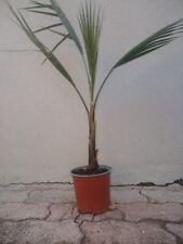 Pianta palma washingtonia usato  Montegranaro
