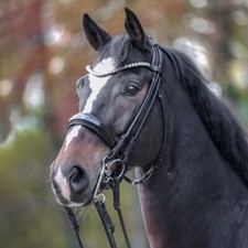 Kandare fleur schwed gebraucht kaufen  Gröbers