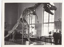t rex skeleton for sale t rex skeleton for sale Seattle