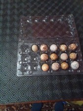 African haraquin quail for sale  STOKE-ON-TRENT
