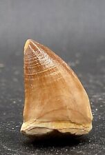 Fossile dent mosasaure d'occasion  Senlis