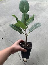 Ficus audrey pot for sale  Lexington