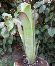 Buy save bromeliad for sale  Miami