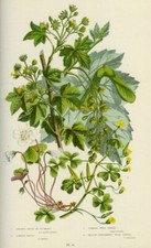 1899 antica stampa usato  Pescara