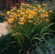 Crocosmia george davison for sale  CRAWLEY