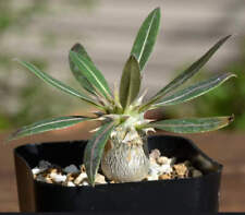 Pachypodium horombense caudex usato  Napoli