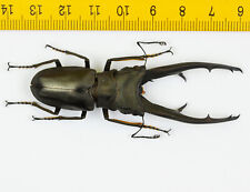 LUCANIDAE - Besouro veado - Cyclommatus imperator (73mm) - P.N.G - 7593, usado comprar usado  Enviando para Brazil