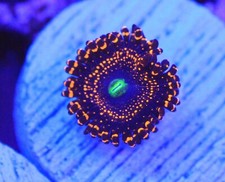 Illuminati zoa for sale  Placentia