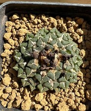Ariocarpus kotschoubeyanus sla usato  Valdastico