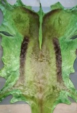 springbok skins for sale springbok skins for sale LONDON