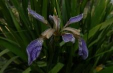 Iris foetidissima giaggiolo usato  Italia