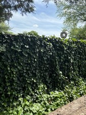 english ivy ground for sale  Seymour