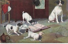 Dogs mk52807 jack d'occasion  Expédié en Belgium