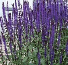 Salvia nemorosa caradonna for sale  WALLINGFORD