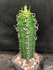 Euphorbia ammak vivaio usato  Massafra