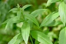 Lemon verbena plug for sale  NOTTINGHAM