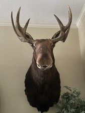Moose head shoulder for sale  Tomball