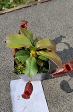 Nepenthes rajah 2 gebraucht kaufen  Erfurt