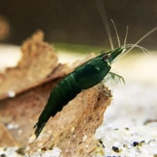 Lot crevettes verte d'occasion  Brive-la-Gaillarde