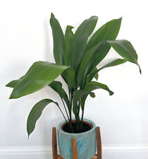 Aspidistra elatior cast for sale  LONDON