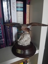 mallard duck for sale mallard duck for sale SHEFFIELD