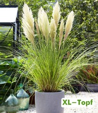 Baldur garten weißes gebraucht kaufen  Bensheim