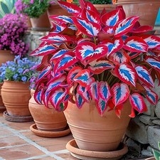 Hosta seeds 100 for sale  New York