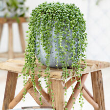 String beads plant for sale  PETERBOROUGH