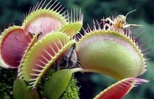 Dionaea muscipula giant usato  Reggio Calabria