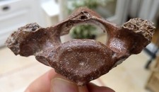 Fossil seal scaral for sale  BURGESS HILL