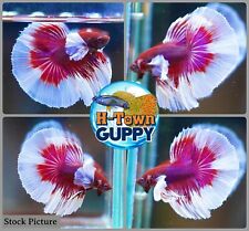 Lavender big dumbo for sale  Katy