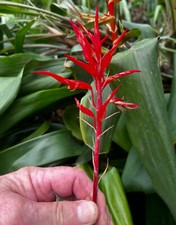 Pitcairnia sp. nov. for sale  Redwood City