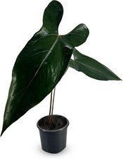 Anthurium napo exotic for sale  Denver