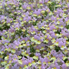 Nemesia plug plants for sale  LONDON