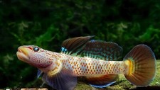 Limited aquarium rare for sale  Kent