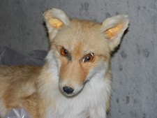 Vintage red fox for sale  Durham