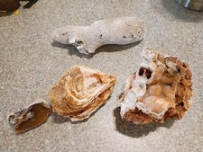 Agatized coral for sale  Deming