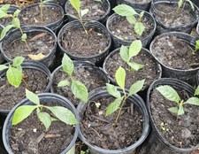 Loquat fruit plant for sale  High Springs